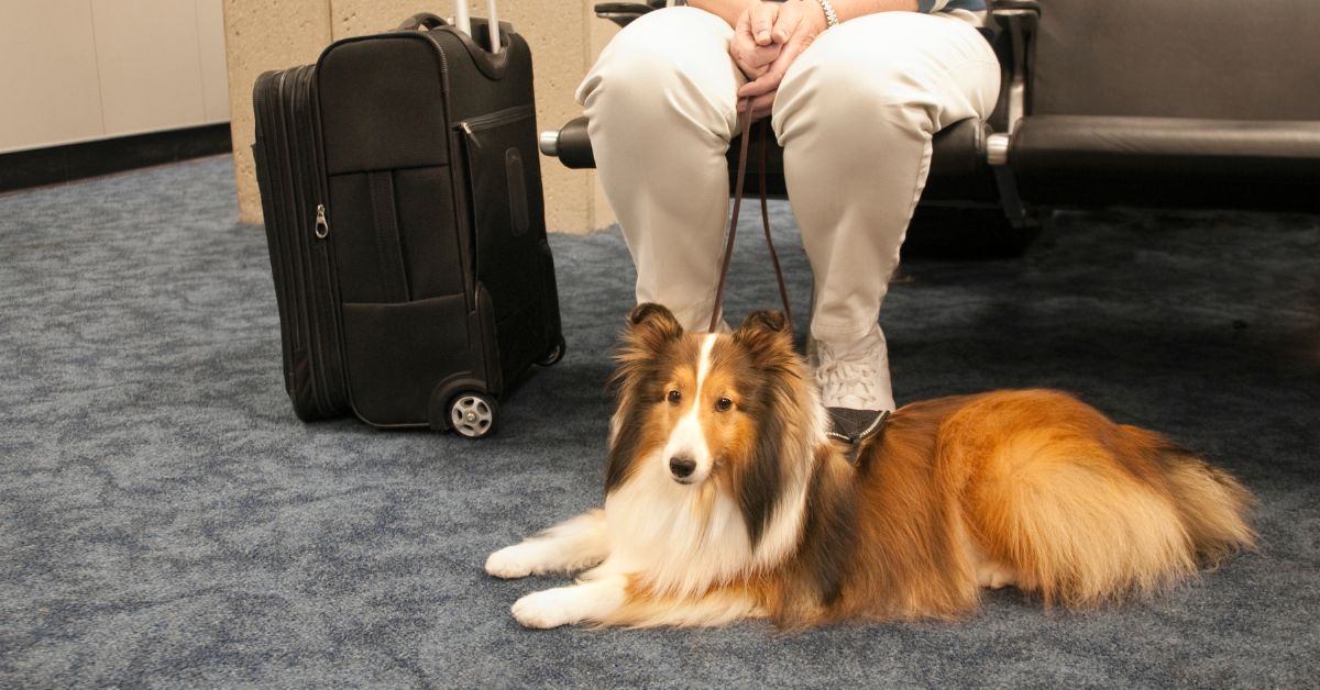 Travelling with Pets on Flights